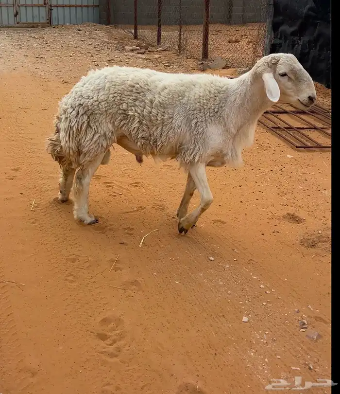 فحل حري كشروط 1