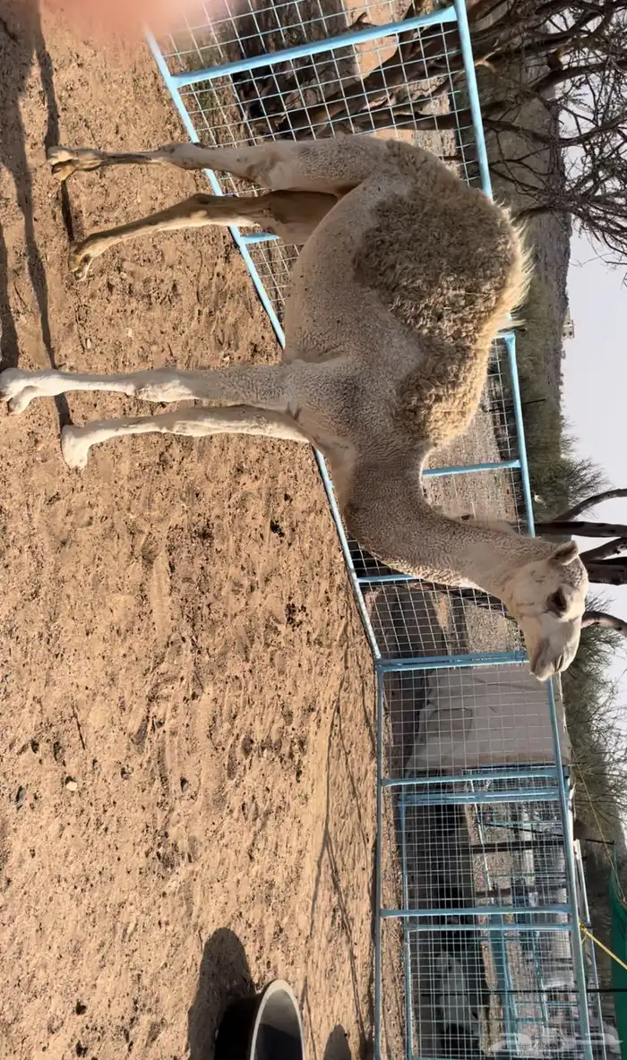 للبيع بكره 0