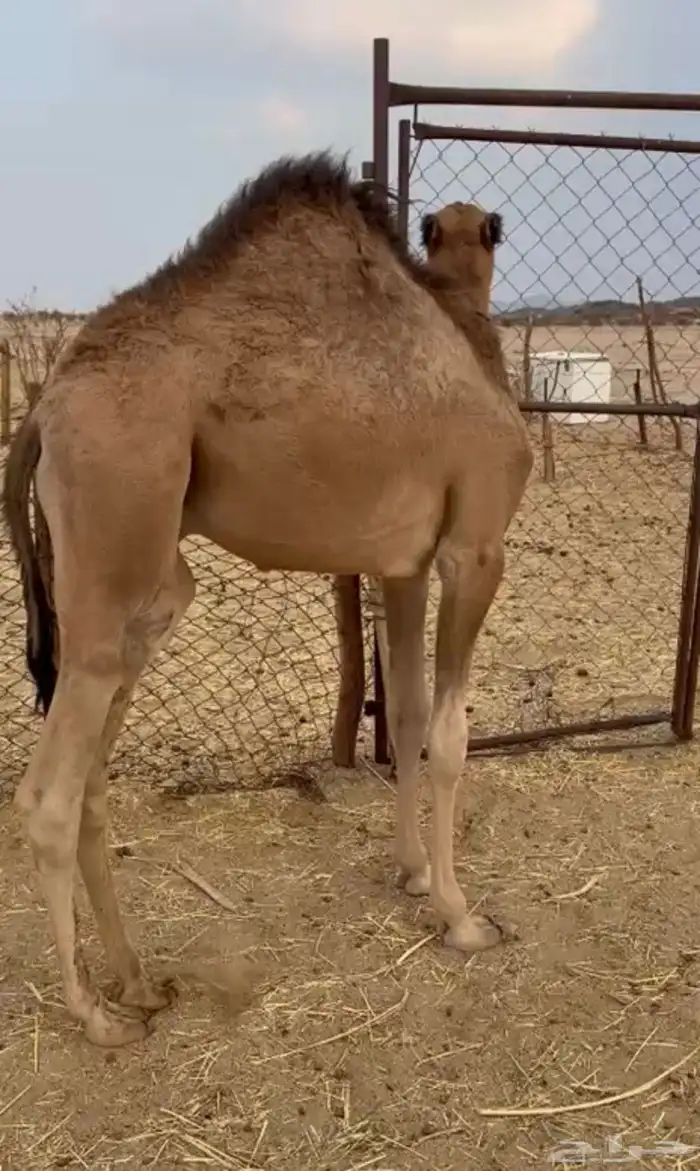 حشوان لبانية على الحليب 0