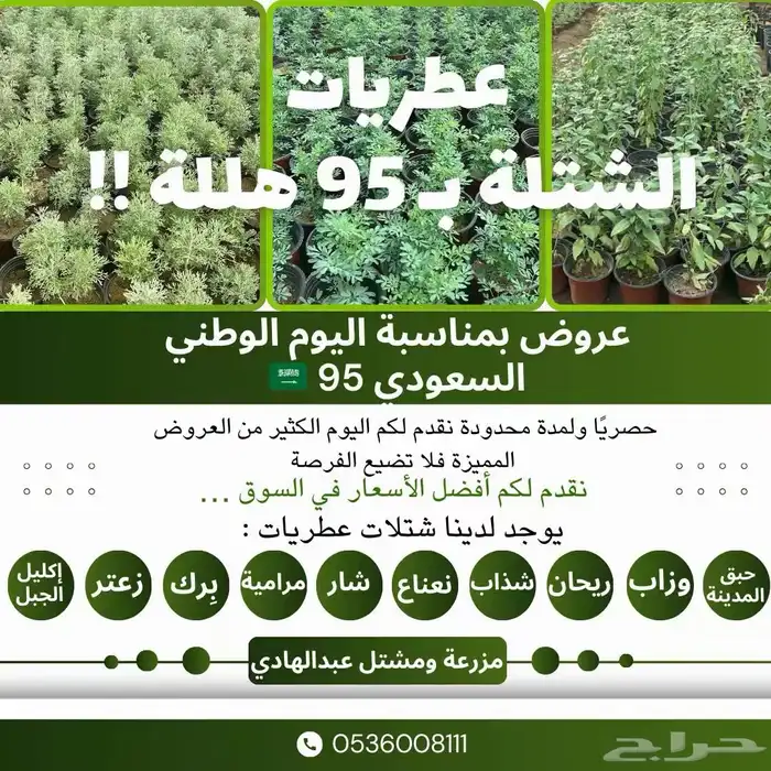 شتلات عرض اليوم الوطني 0