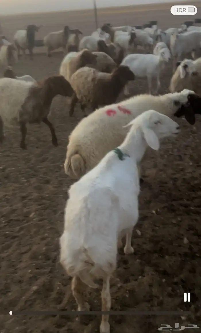للبيع غنم نعيم مطافيل ودفيع 6