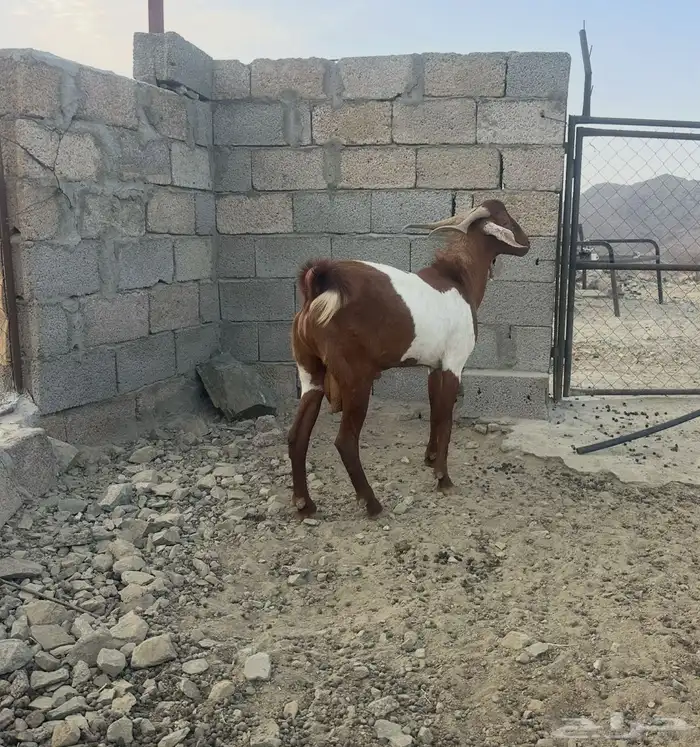 عسير 1