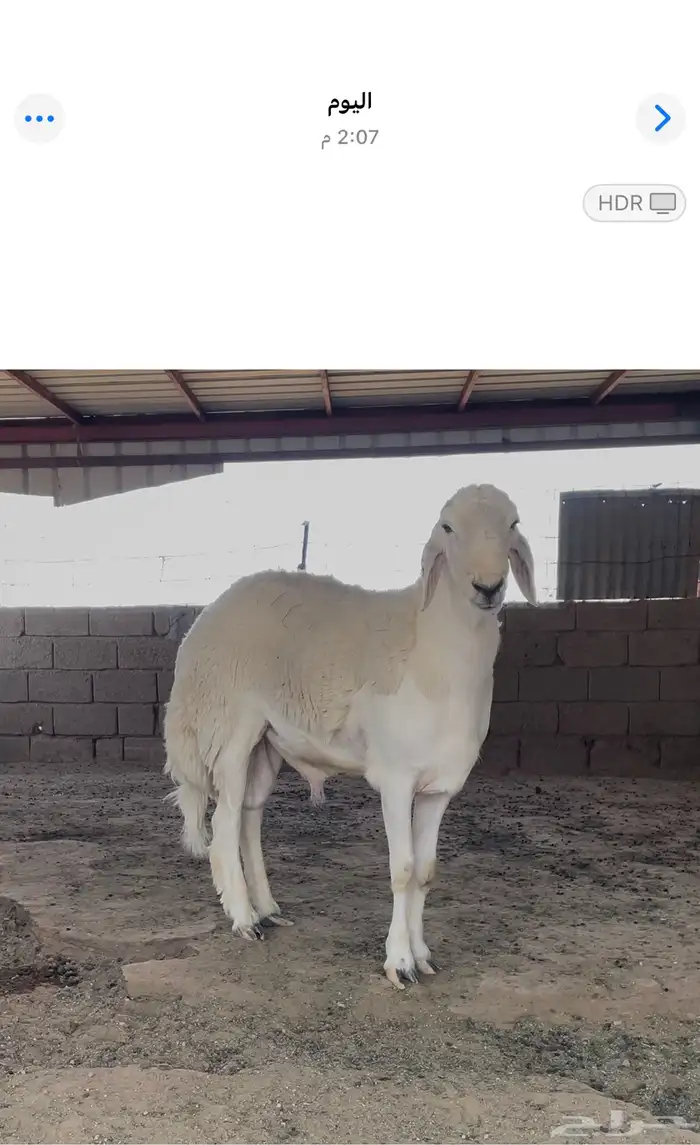 خروف حري صنف الصنف مشروع فحل 2