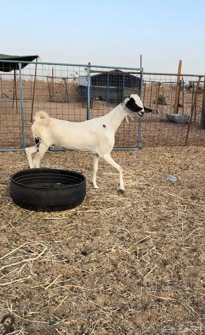 عنز بيشية 0