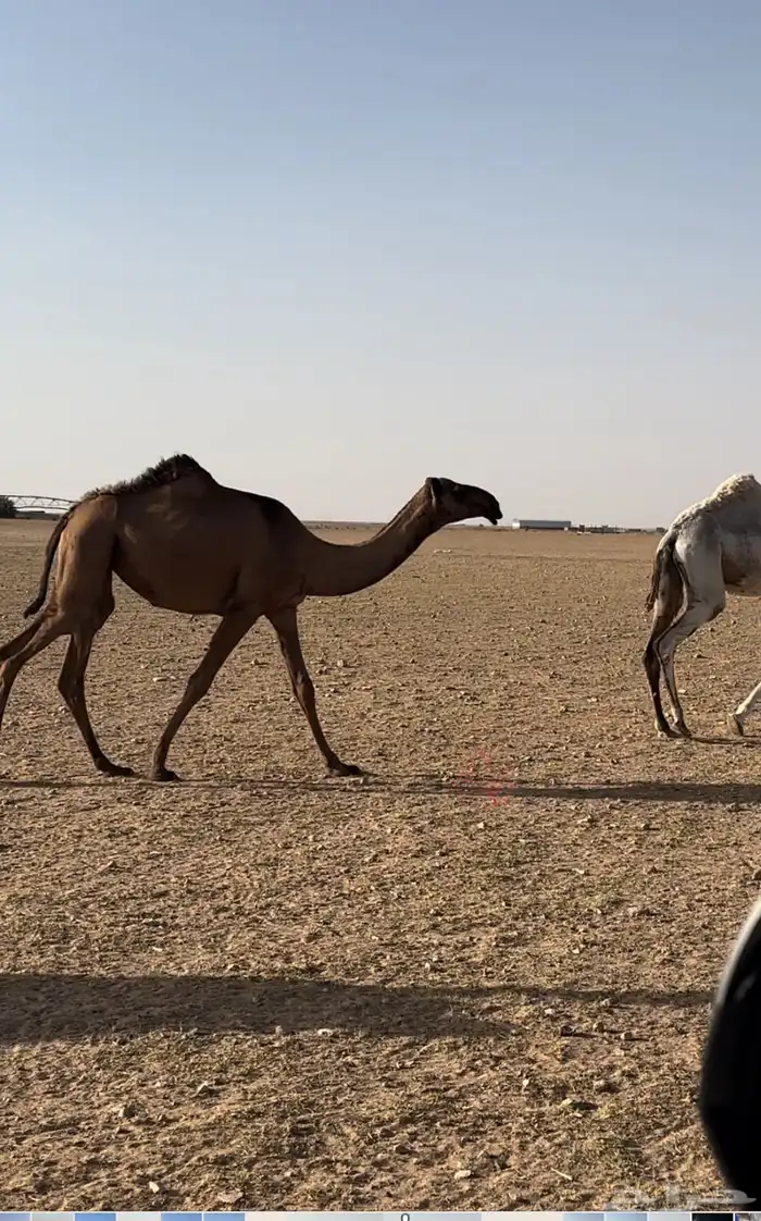 بكره صفراء مفروده دبيانيه 0
