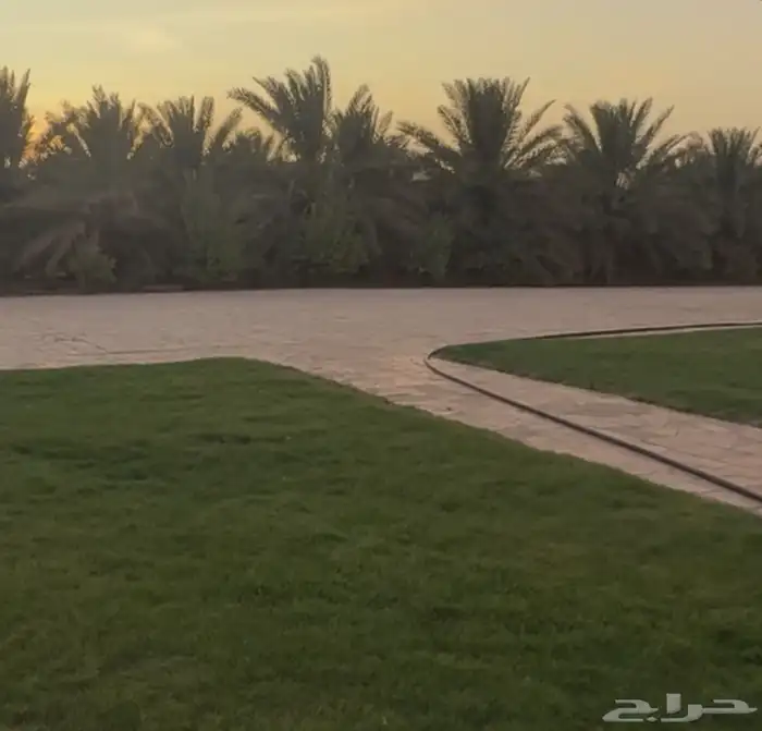 مطلوب نخيل مجدول وصقعي مجذر 3