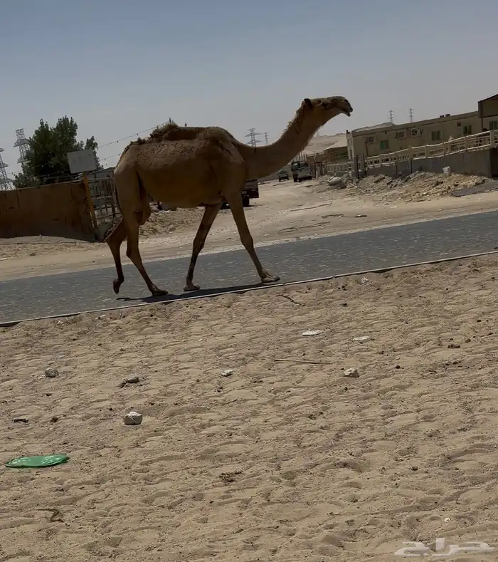 بكره 0