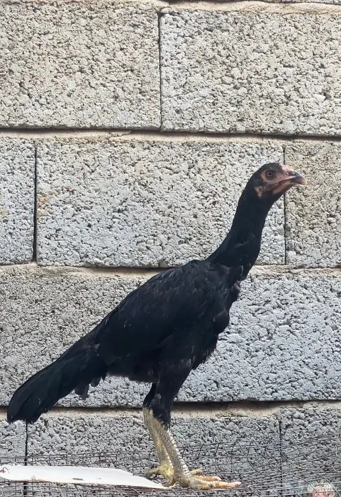 دجاج سندي بسعر مناسب جدا 3