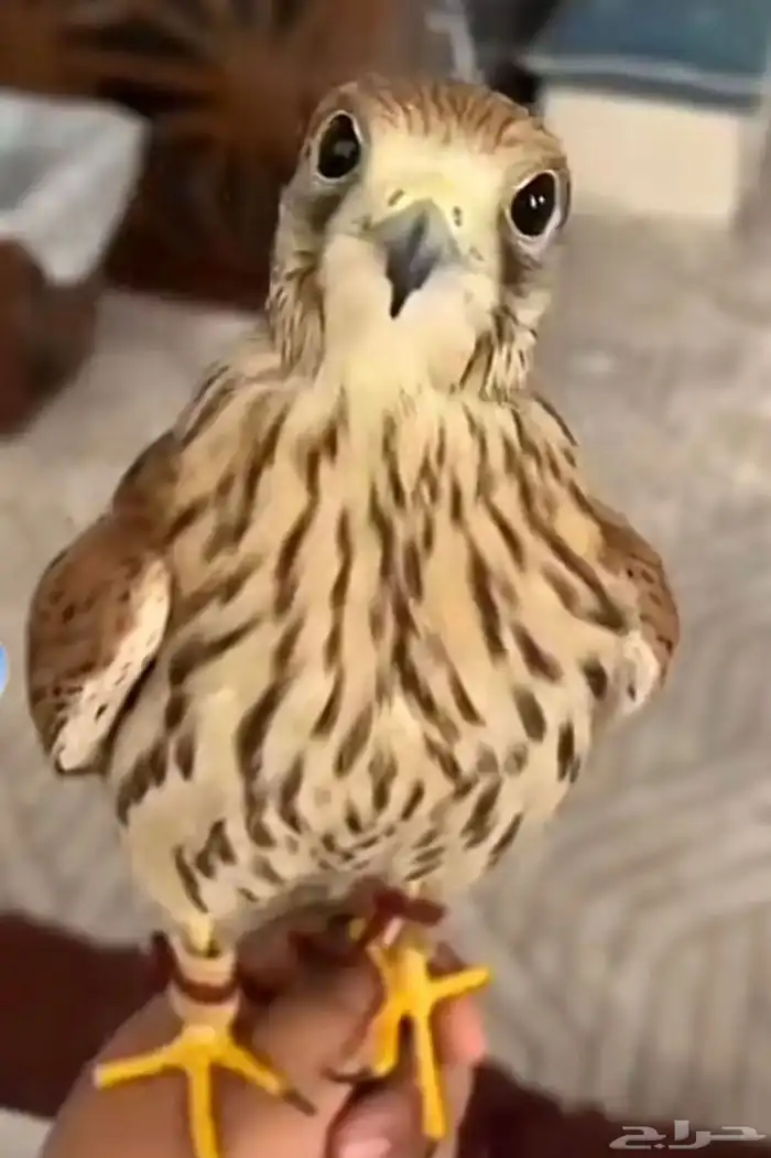مطلوب 0