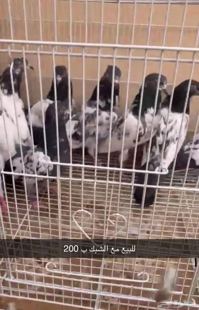 تيدي و قولدن و كمنقر 8حبات 0
