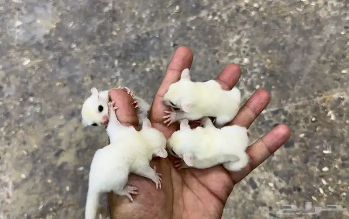 السنجاب الطائر .. شوقر قلايدر 3