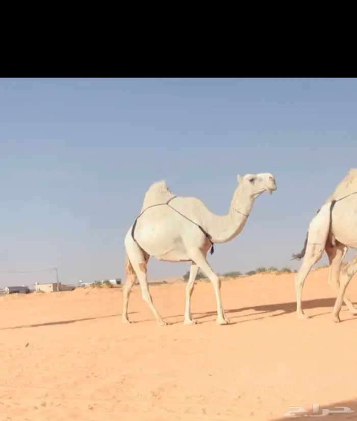 نياق الكفوو 2