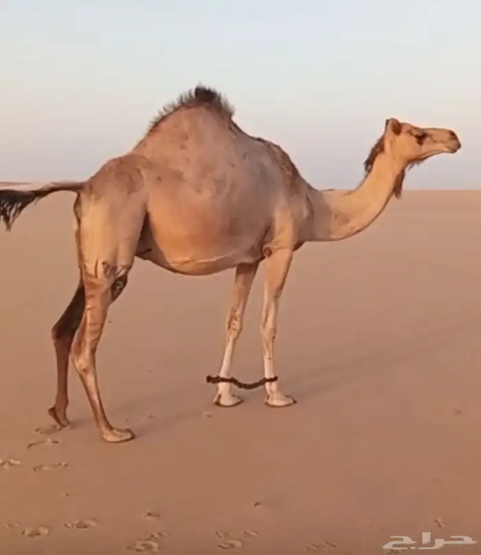 هجن لقحه كفو ولدها قريب 3