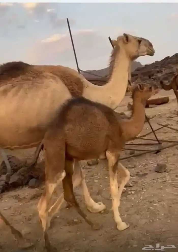 ناقه عشراء 1