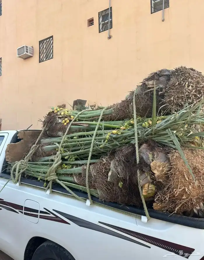 فسائل نخل للبيع جميع الأنواع يوجد نقل المملكة كلها 6