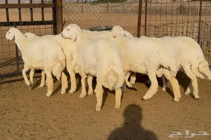 جذعان حري فاخره 9