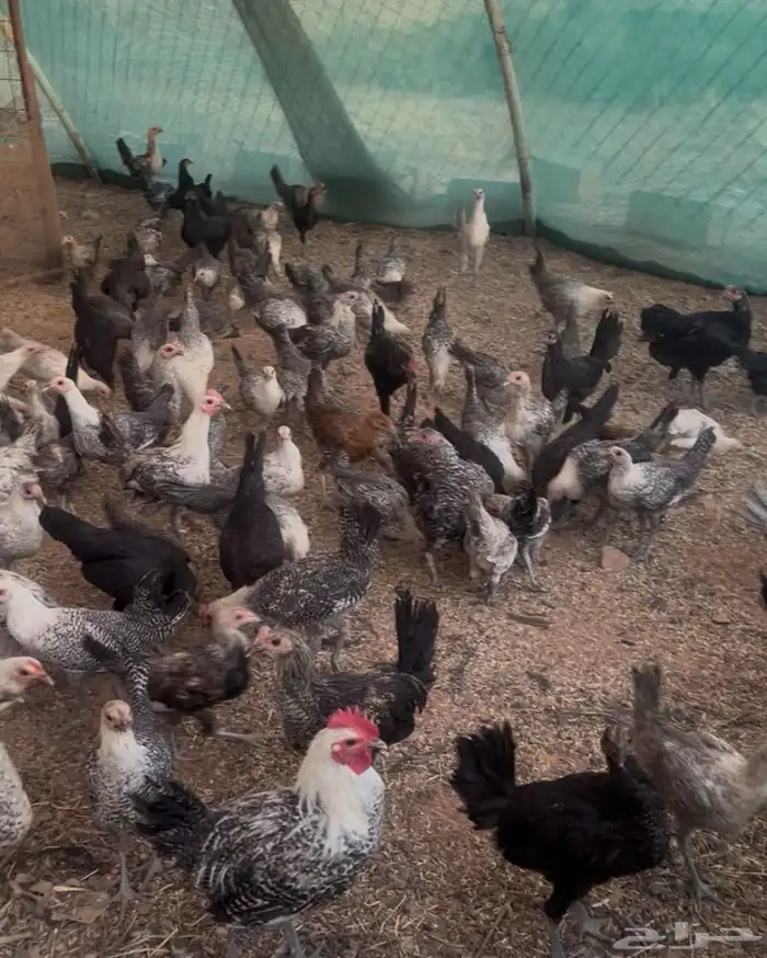 صيصان بشاير فيومي 4