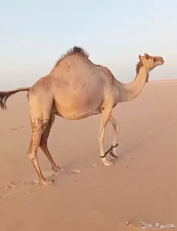 هجن لقحه كفو ولدها قريب 1