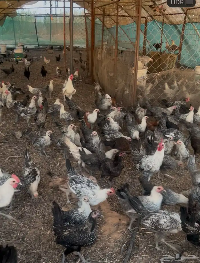 صيصان بشاير فيومي 5