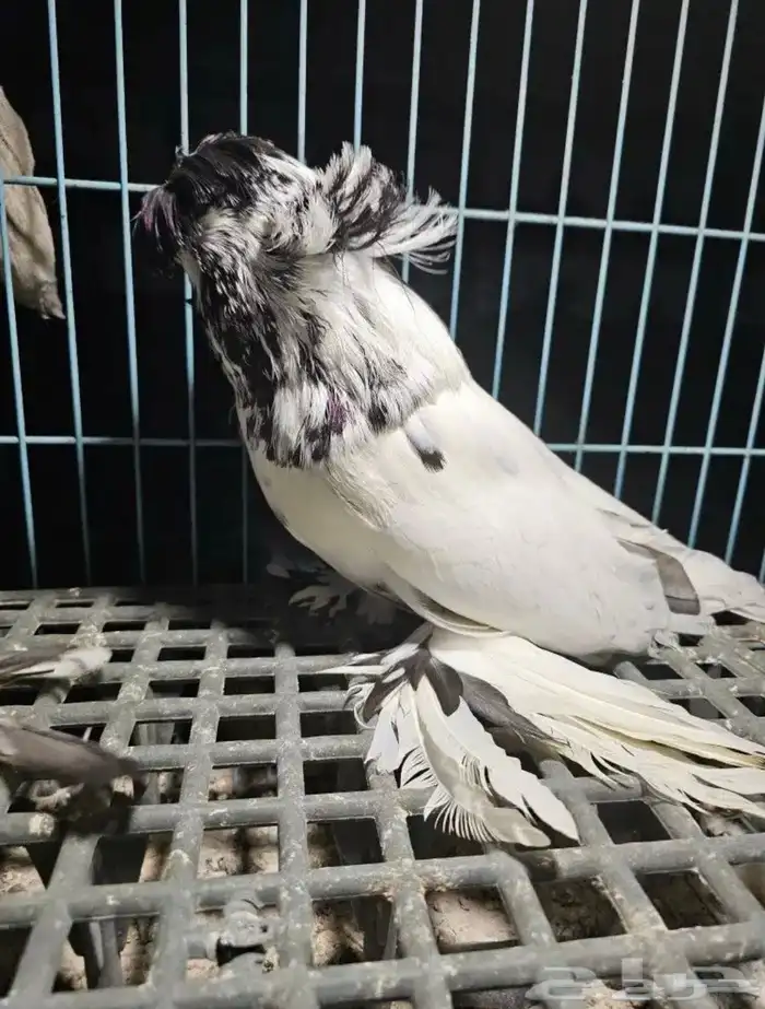 حمام بخارى 1