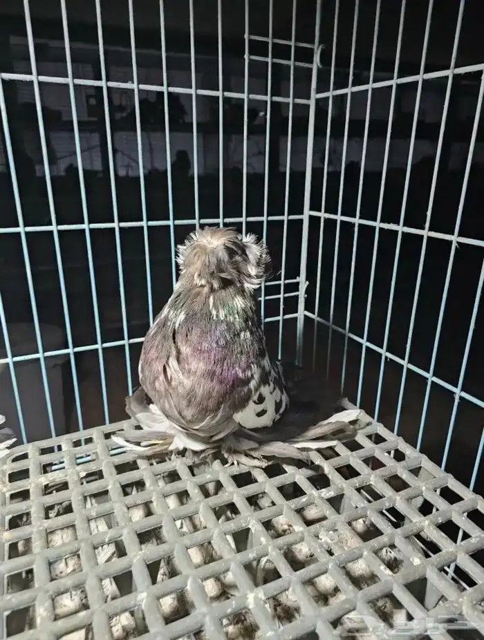 حمام بخارى 0
