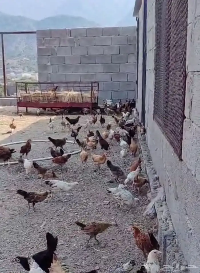 دجاج بلدي للبيع 1