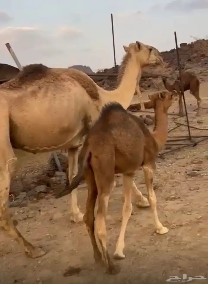 ناقه عشراء 0