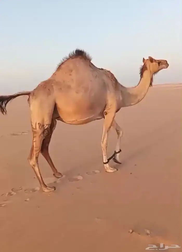 هجن لقحه كفو ولدها قريب 2