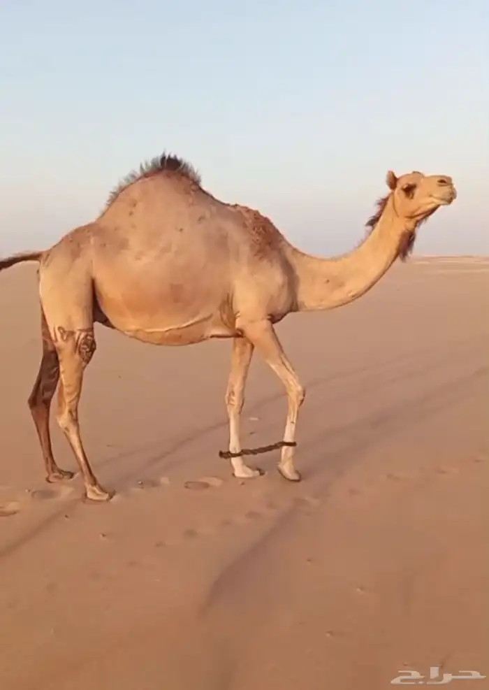 هجن لقحه كفو ولدها قريب 0