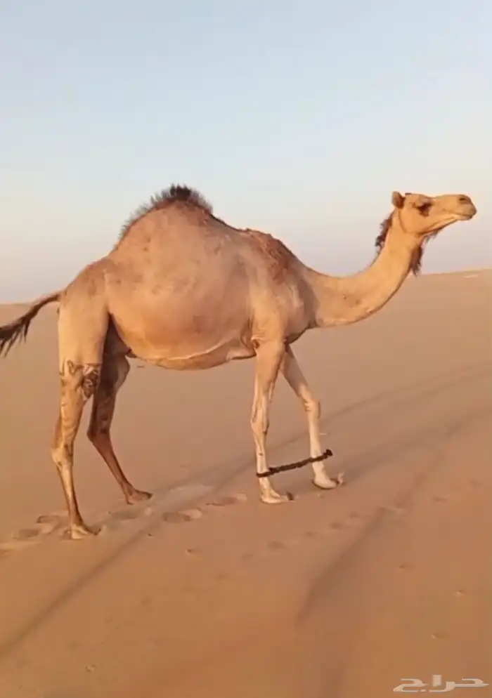 هجن لقحه كفو ولدها قريب 4