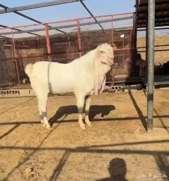 تيس حجازي 0