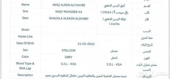 حصان للبيع 1