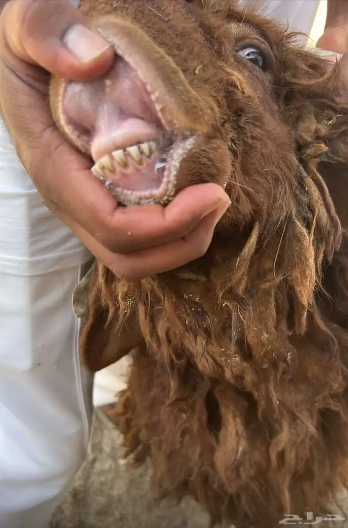 خروف نعيمي للبيع 0