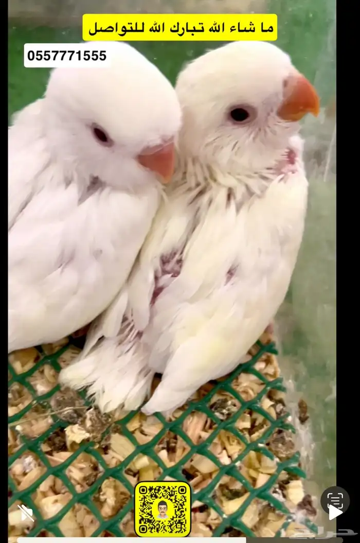 فروخ روز 0