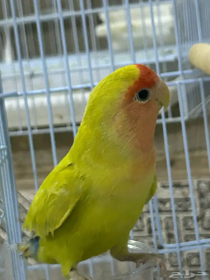 تمالبيع روز ذكر فنان فحل لاتينو جاهز للإنتاج 0