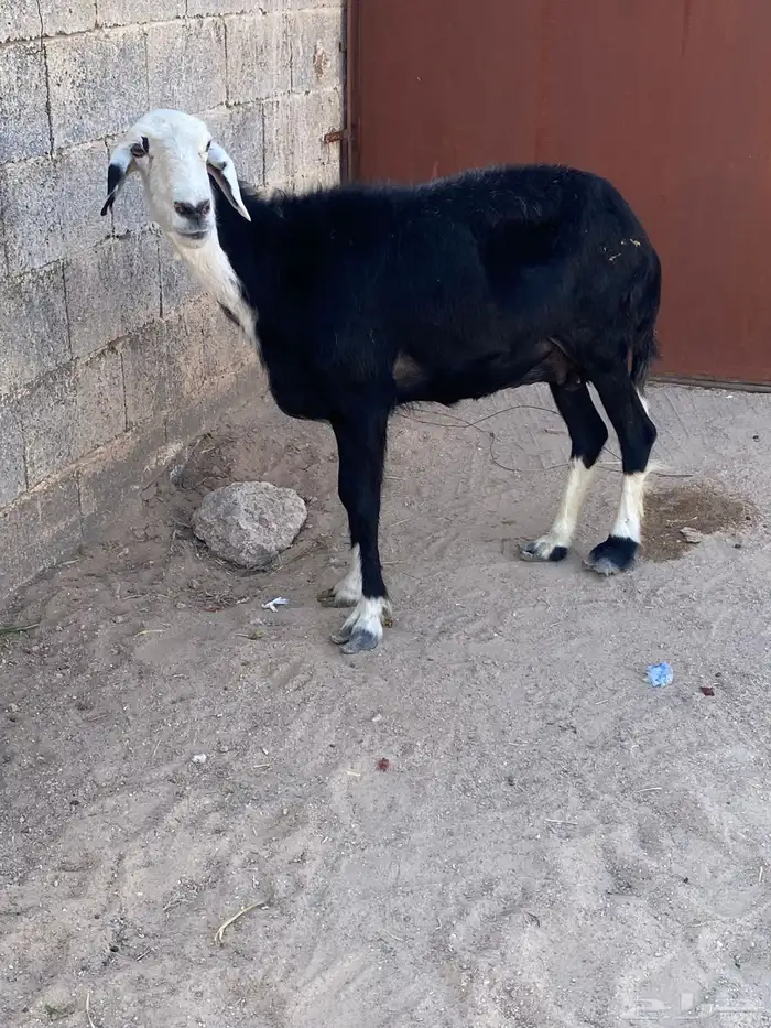 نعجه نجديه اخر واحد يربح 0