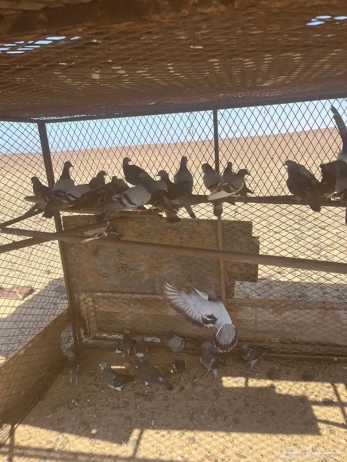 للبيع حمام 18 زوج 0