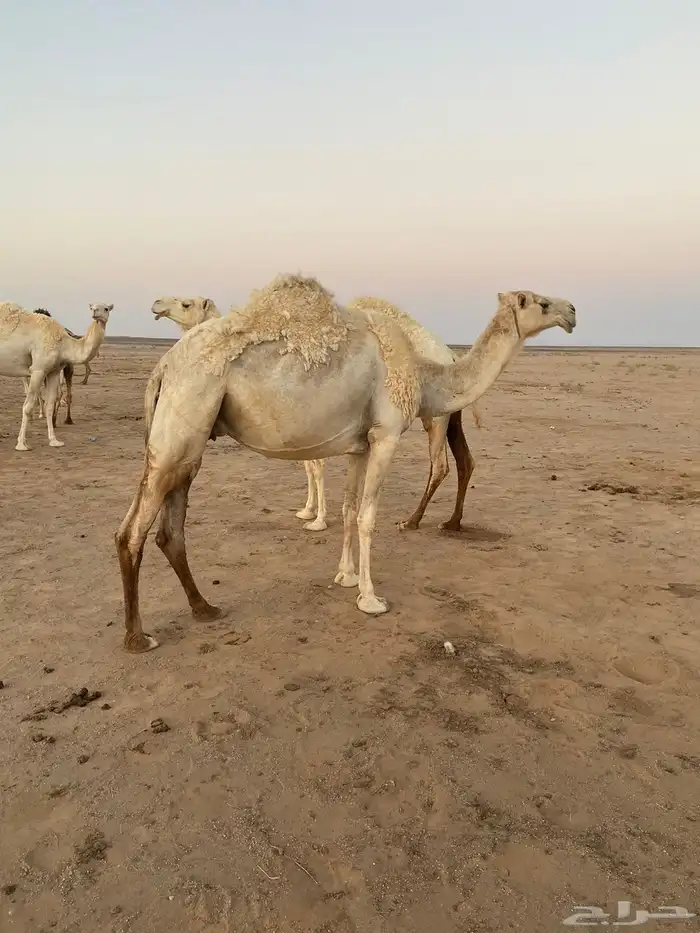 ناقه ضروبه طيبه عورا من اليسار 0