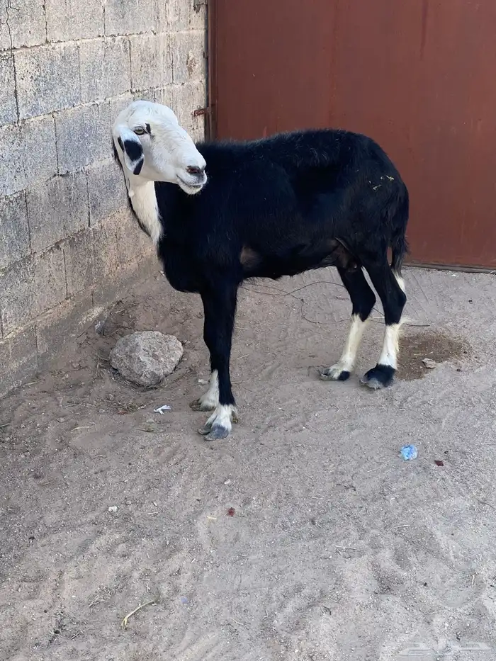 نعجه نجديه اخر واحد يربح 1