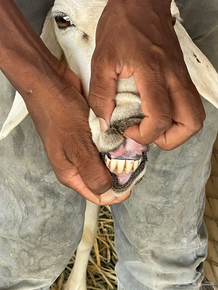 حرية تامه معها رخل عمرها يوم 1