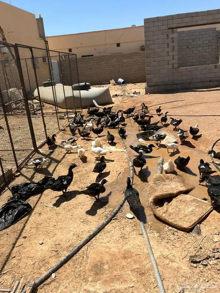 للبيع بط مصري   ذكور وناثي لا يجي غير اصامل 4