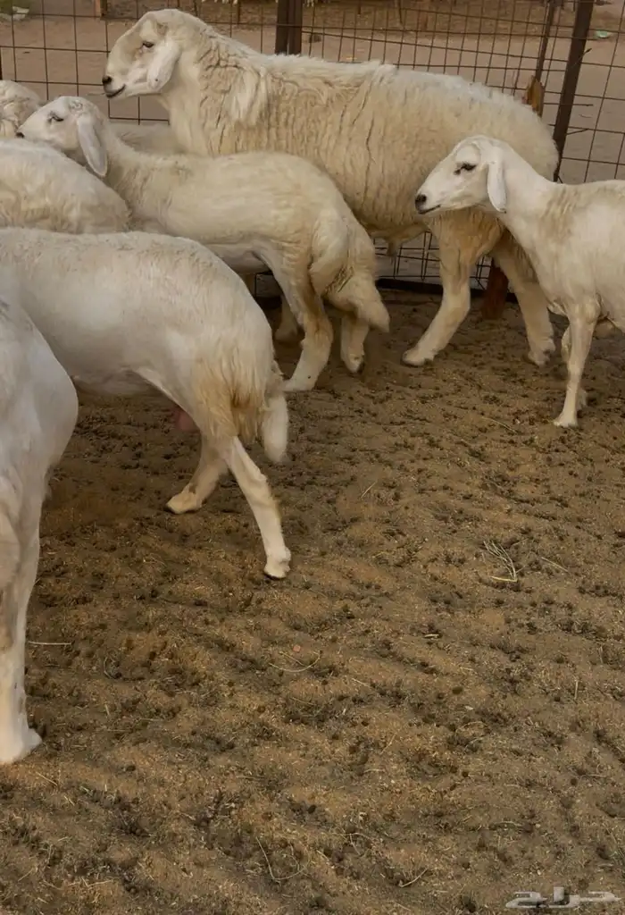 رخال مقاريب 5