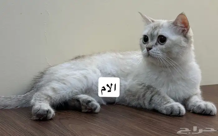 قط سكوتش للبيع 3