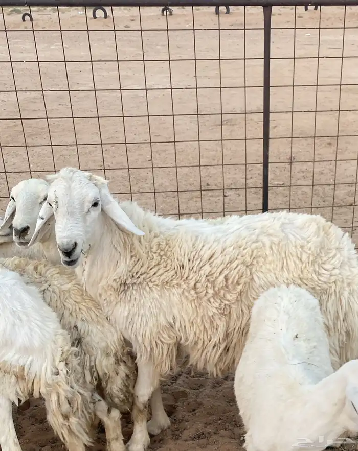 حريات عدد 14 راس بفحلها 0
