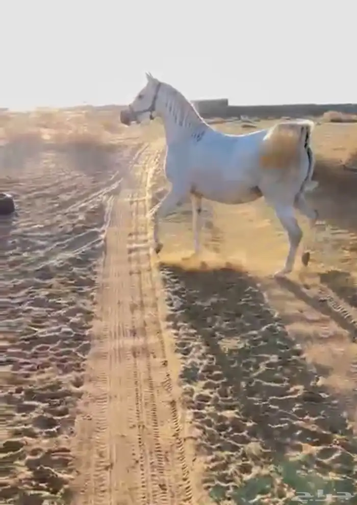 فرس مصريه بيور 1