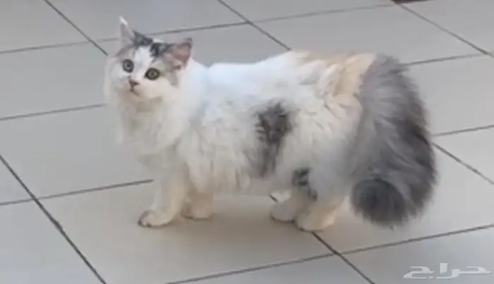 قطه للبيع شيرازيه أنثى العمر سنه متواجدة في جدة 0