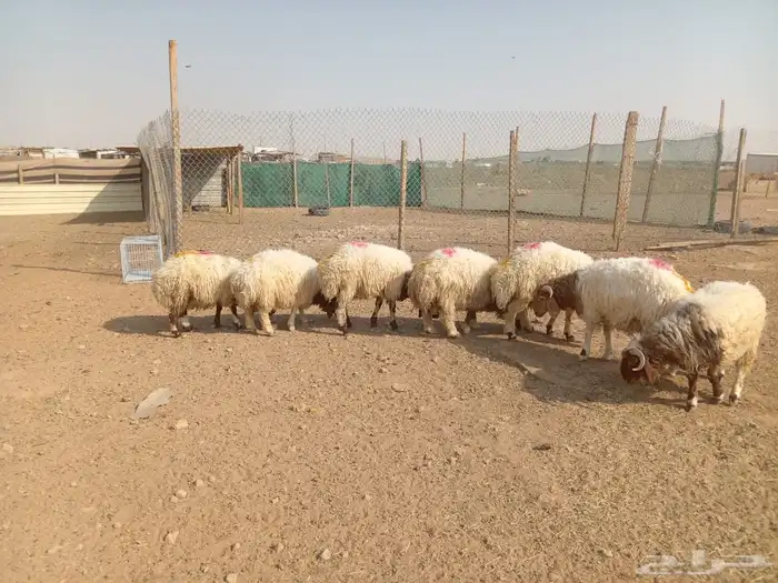ذبايح نعيمي بلدي 3