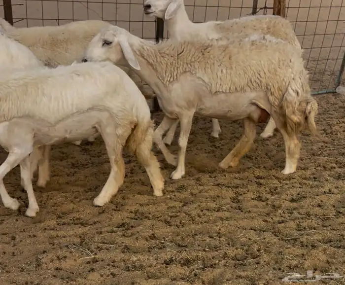 رخال مقاريب 7