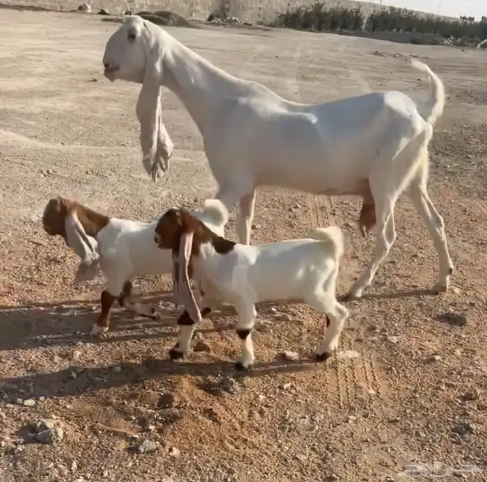 تم البيع 2