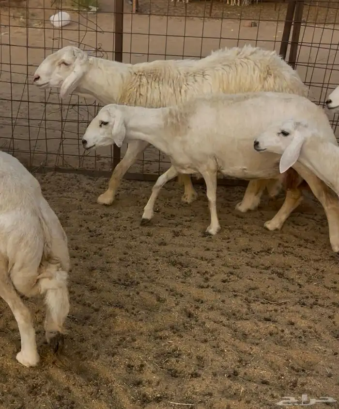 رخال مقاريب 6